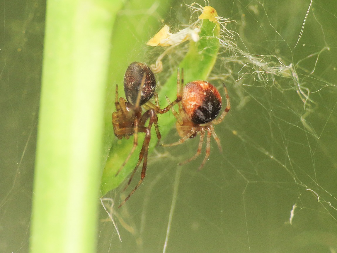 Theridiidae sp. -  Bazzano (AQ)