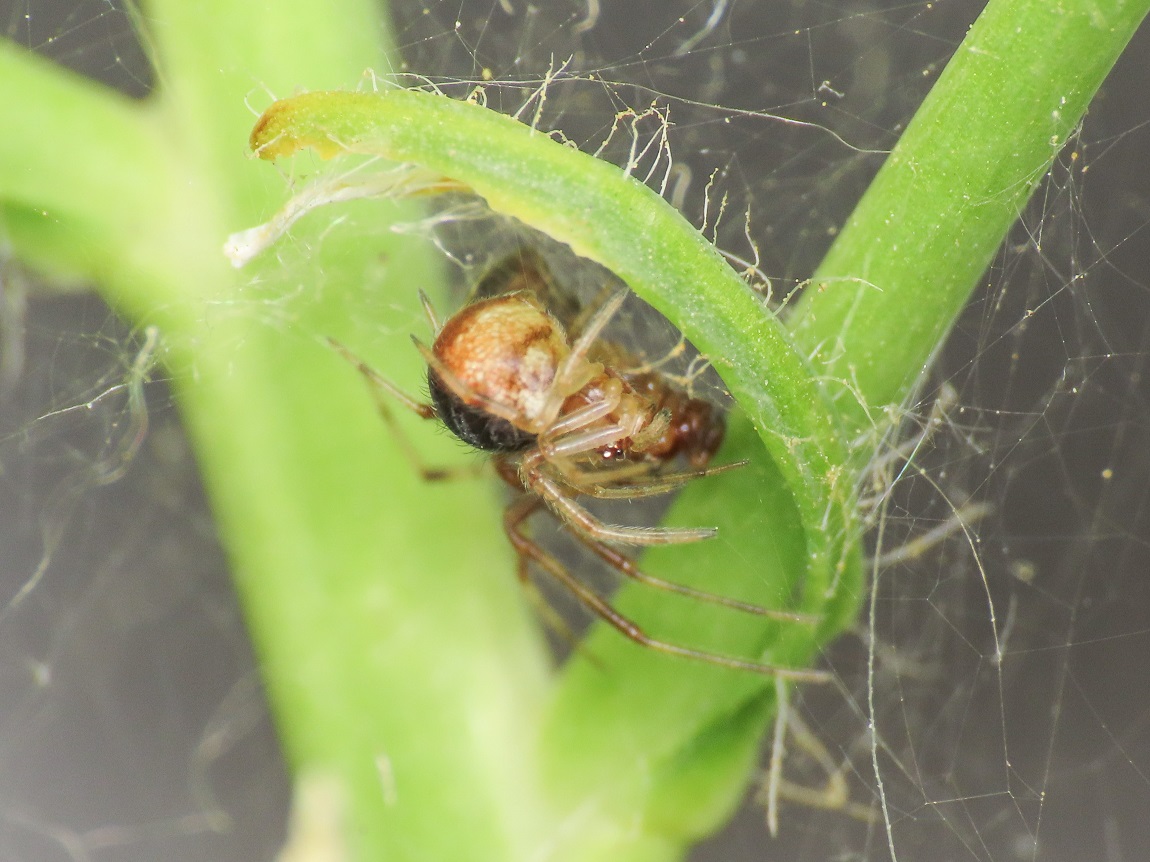 Theridiidae sp. -  Bazzano (AQ)