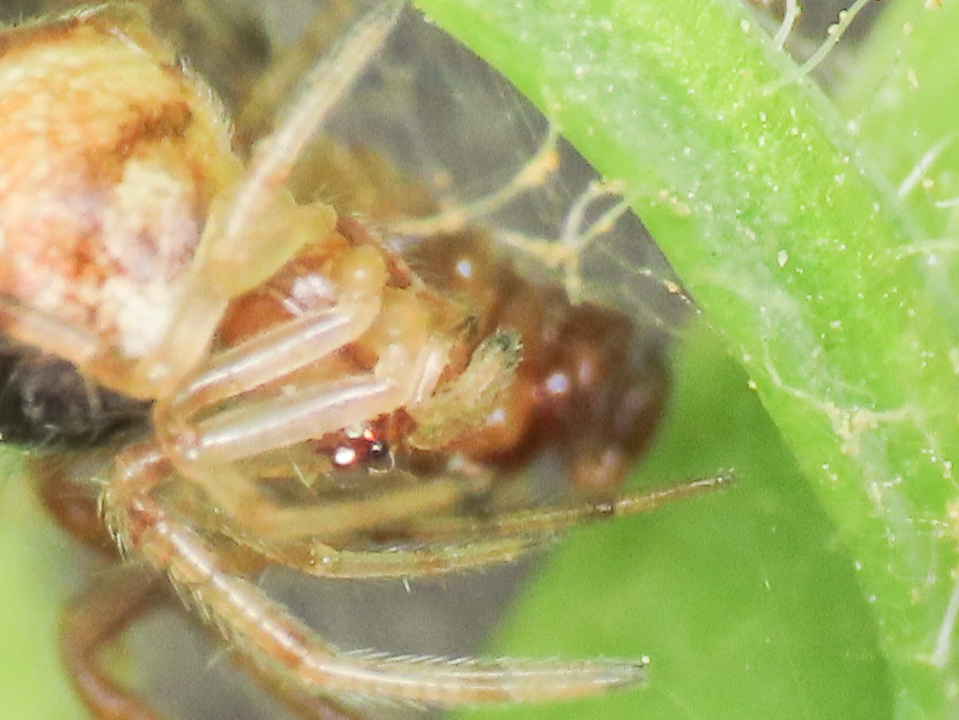 Theridiidae sp. -  Bazzano (AQ)