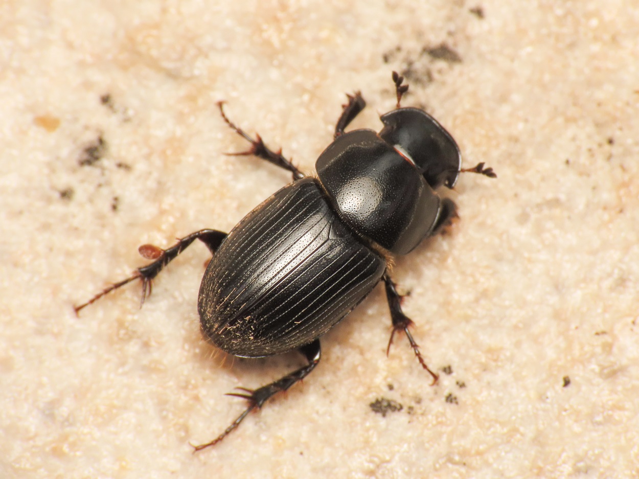 Aphodiidae: Aphodius? Acrossus luridus