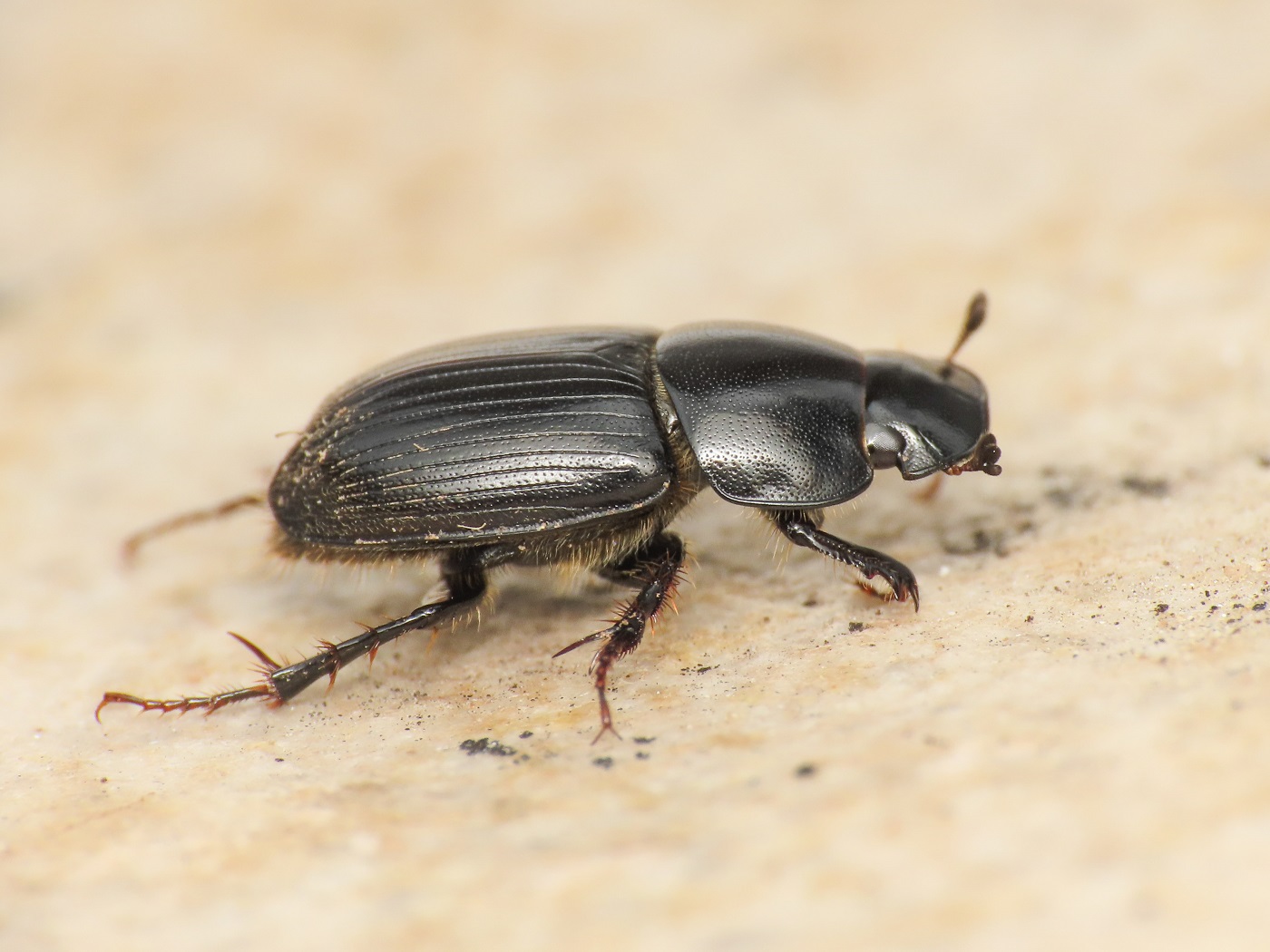 Aphodiidae: Aphodius? Acrossus luridus