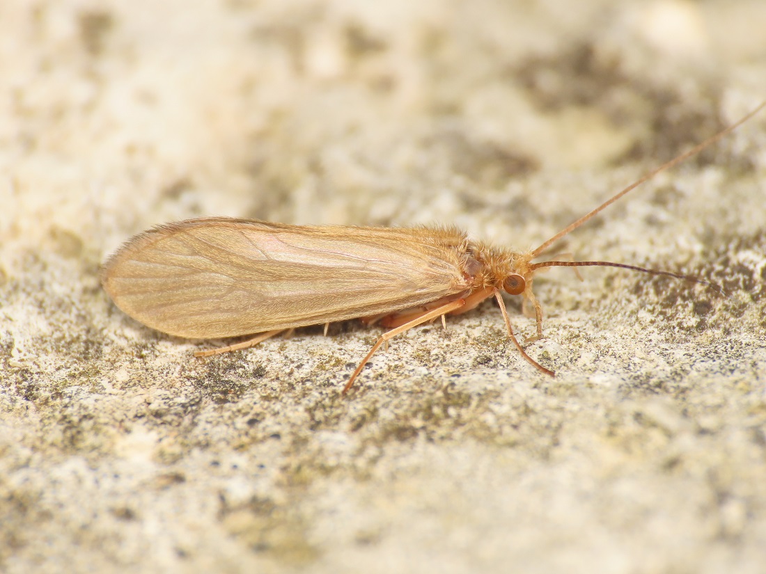 Tricottero da identificare - Tinodes sp.