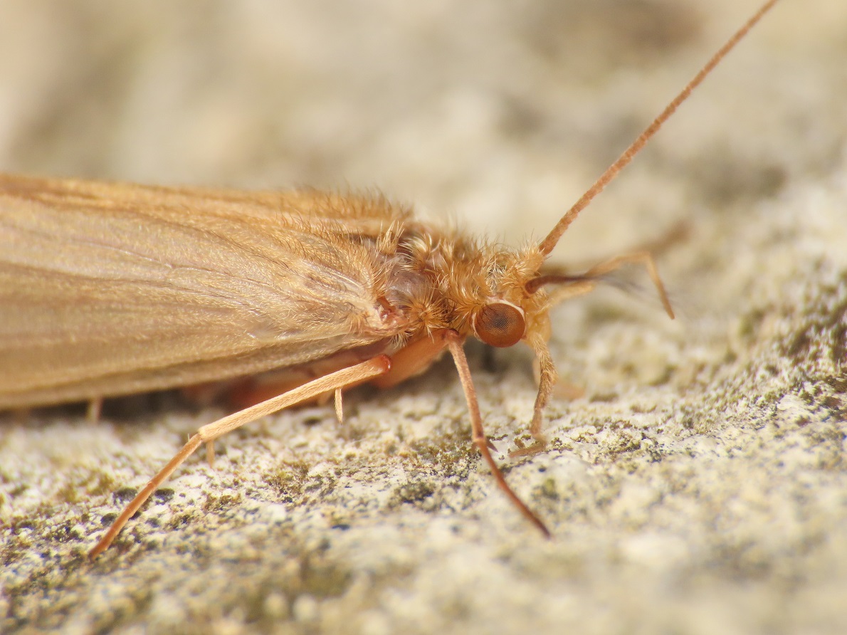 Tricottero da identificare - Tinodes sp.