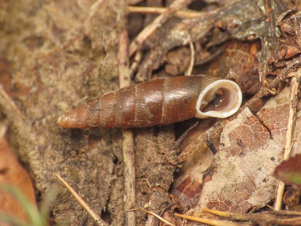 Clausiliidae da identificare