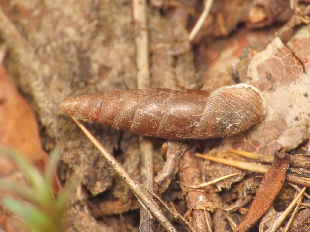 Clausiliidae da identificare