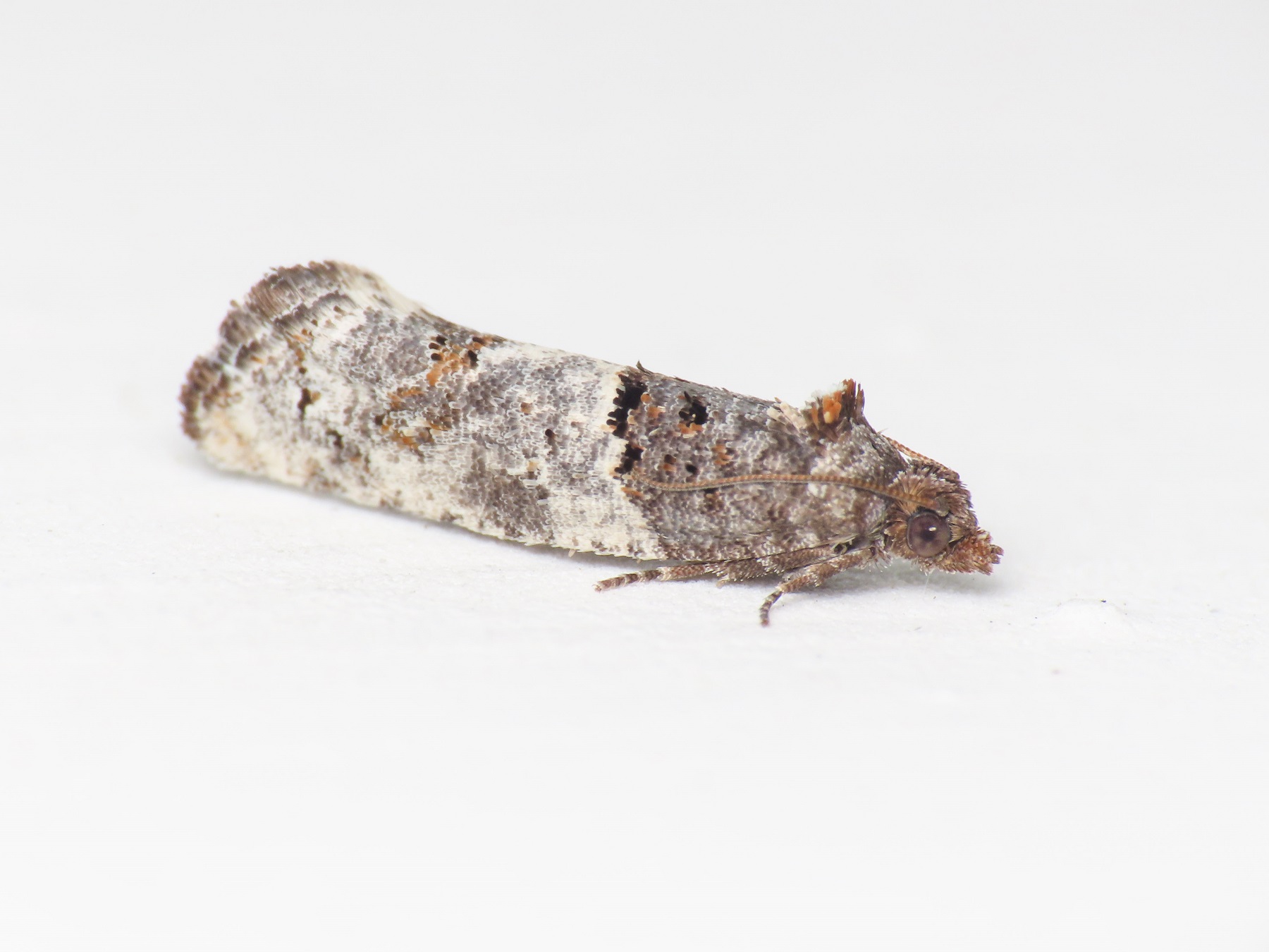 Tortricidae: Phaneta pauperana