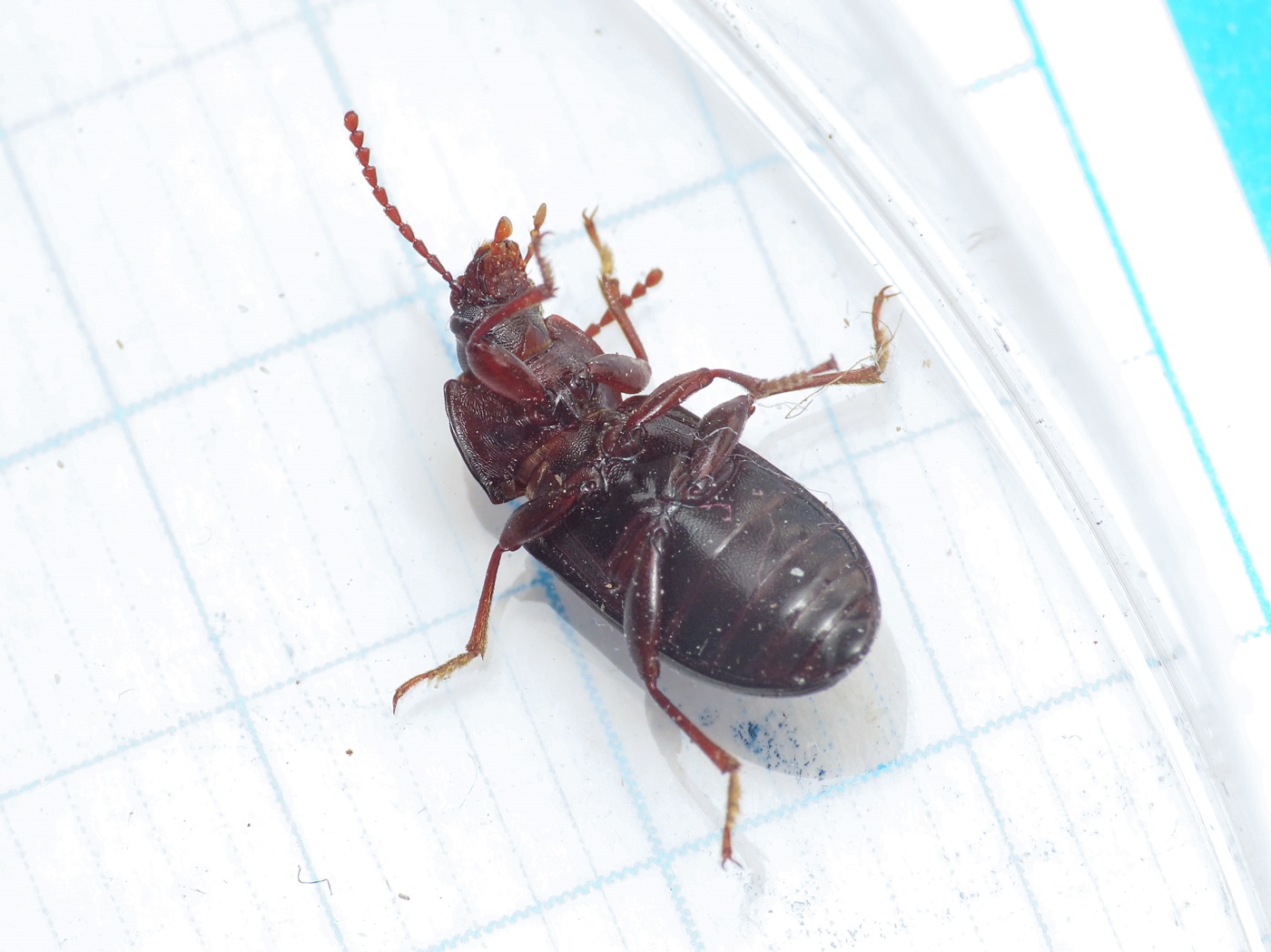 Tenebrionidae: Nalassus planipennis