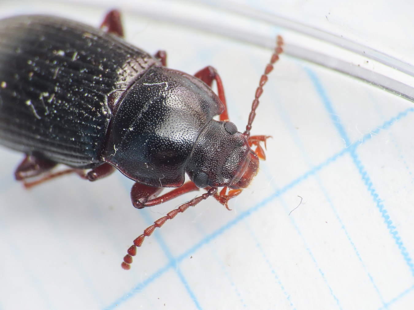 Tenebrionidae: Nalassus planipennis