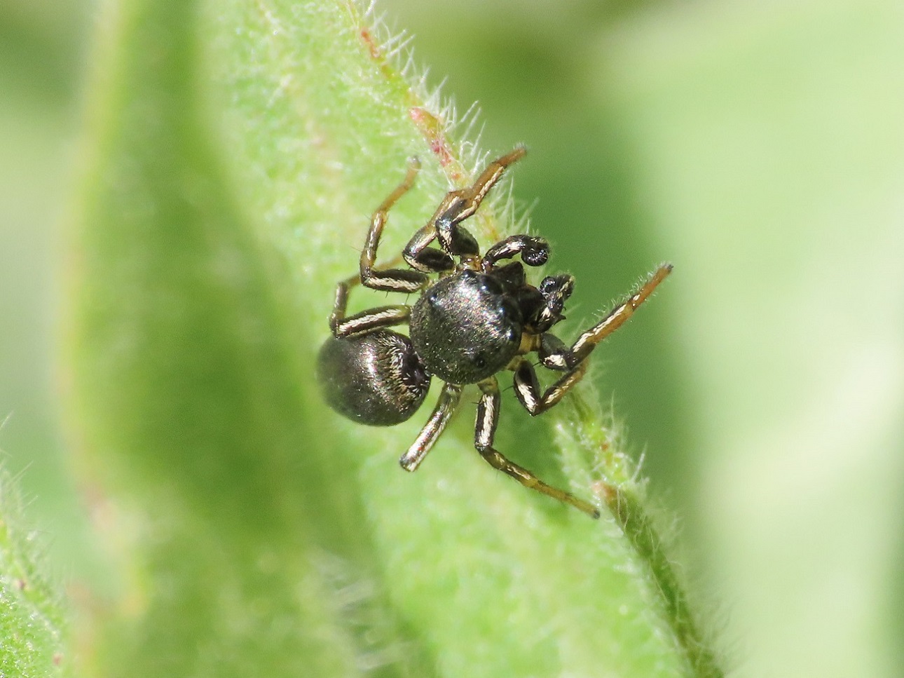 Heliophanus cupreus - Bazzano (AQ)