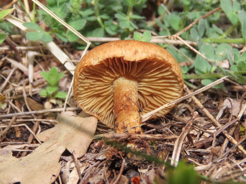 Fungo da identificare