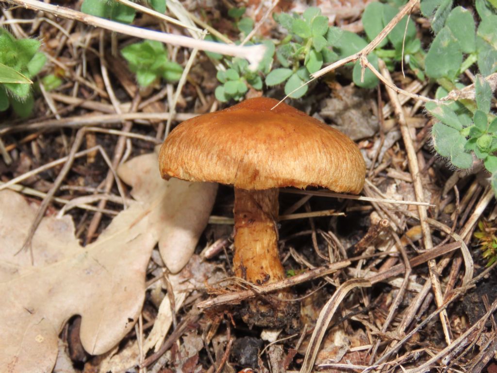 Fungo da identificare