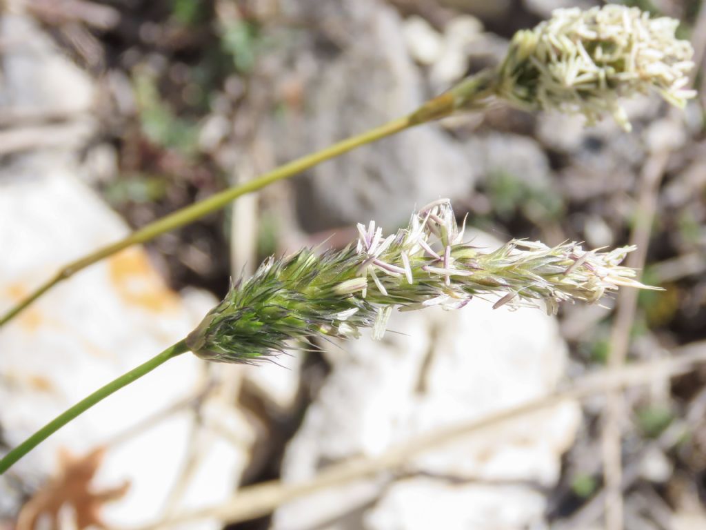 Poaceae: Sesleria cfr. nitida
