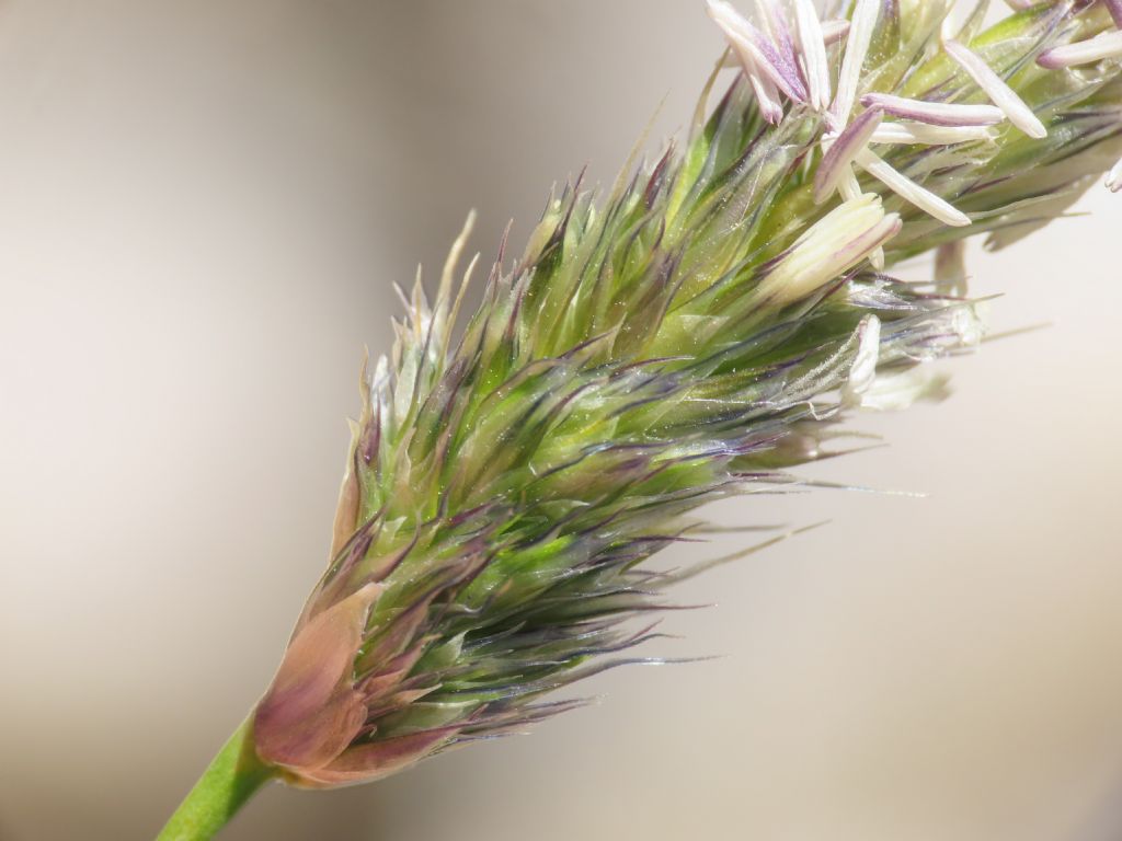 Poaceae: Sesleria cfr. nitida