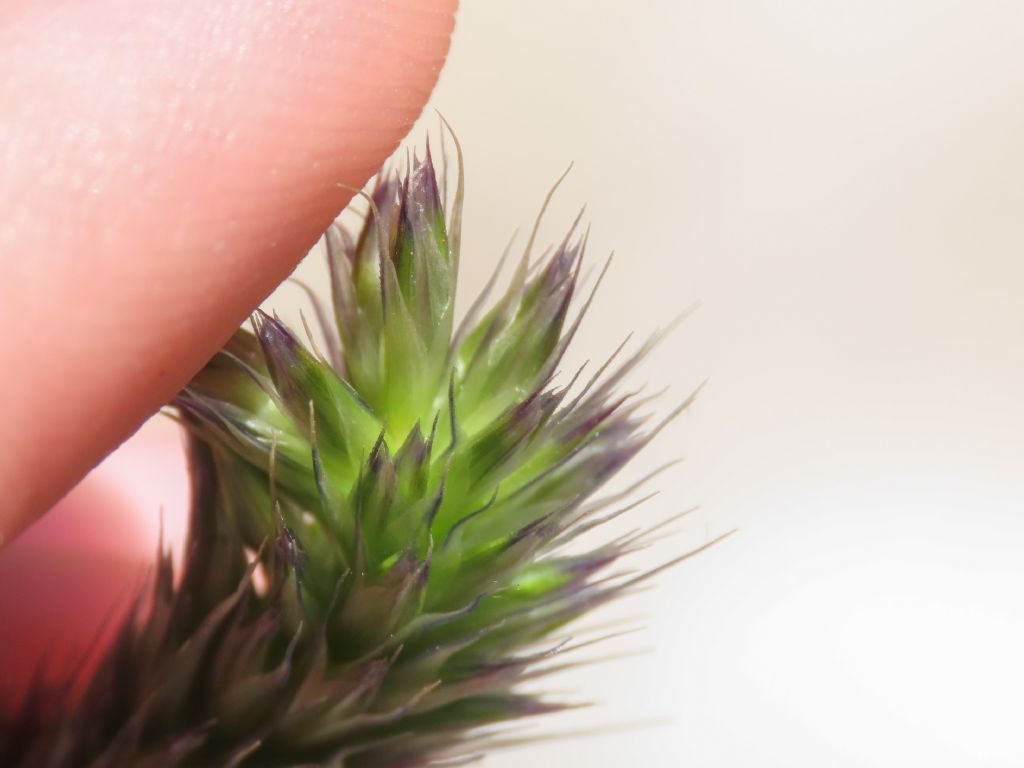 Poaceae: Sesleria cfr. nitida