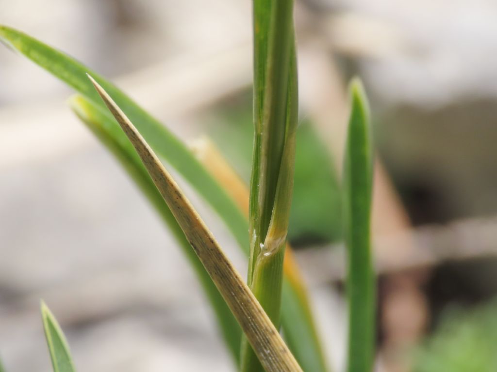 Poaceae: Sesleria cfr. nitida