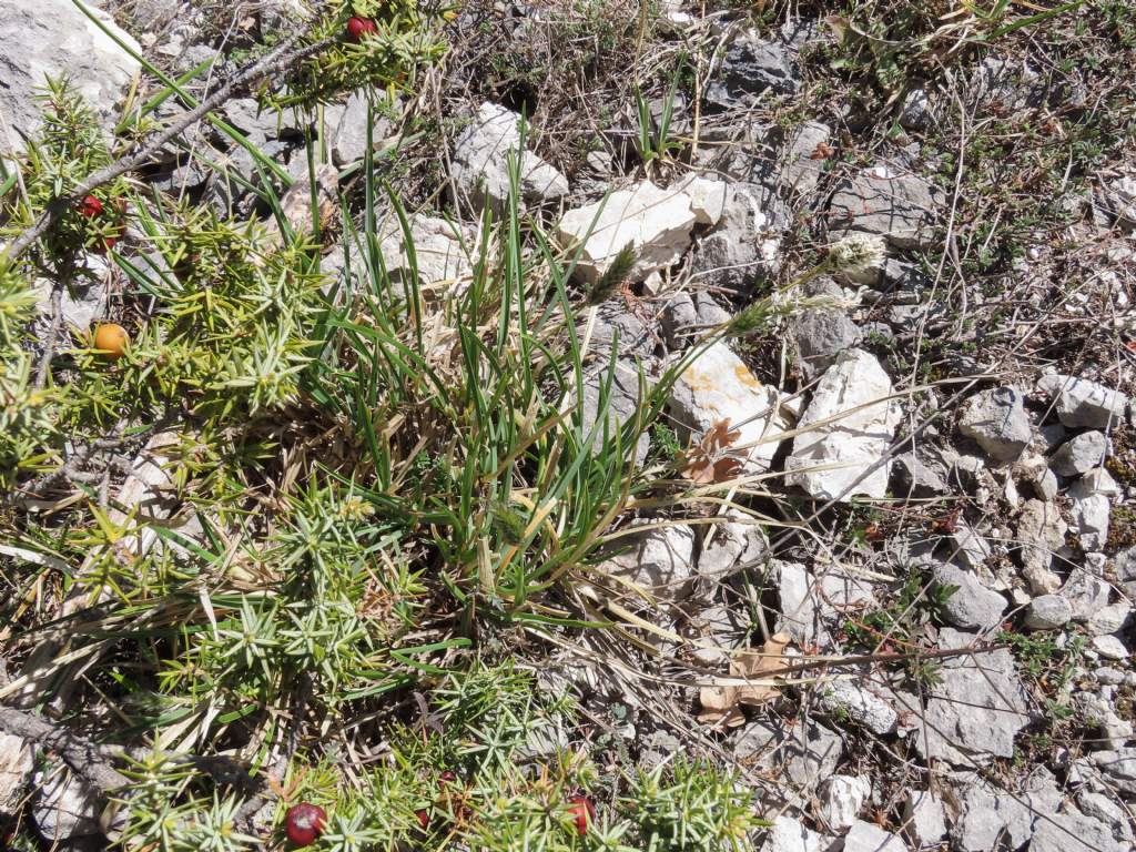 Poaceae: Sesleria cfr. nitida