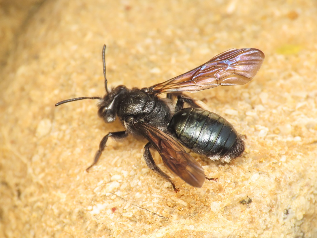 Apidae? Apidae Andreninae: cfr. Andrena agilissima