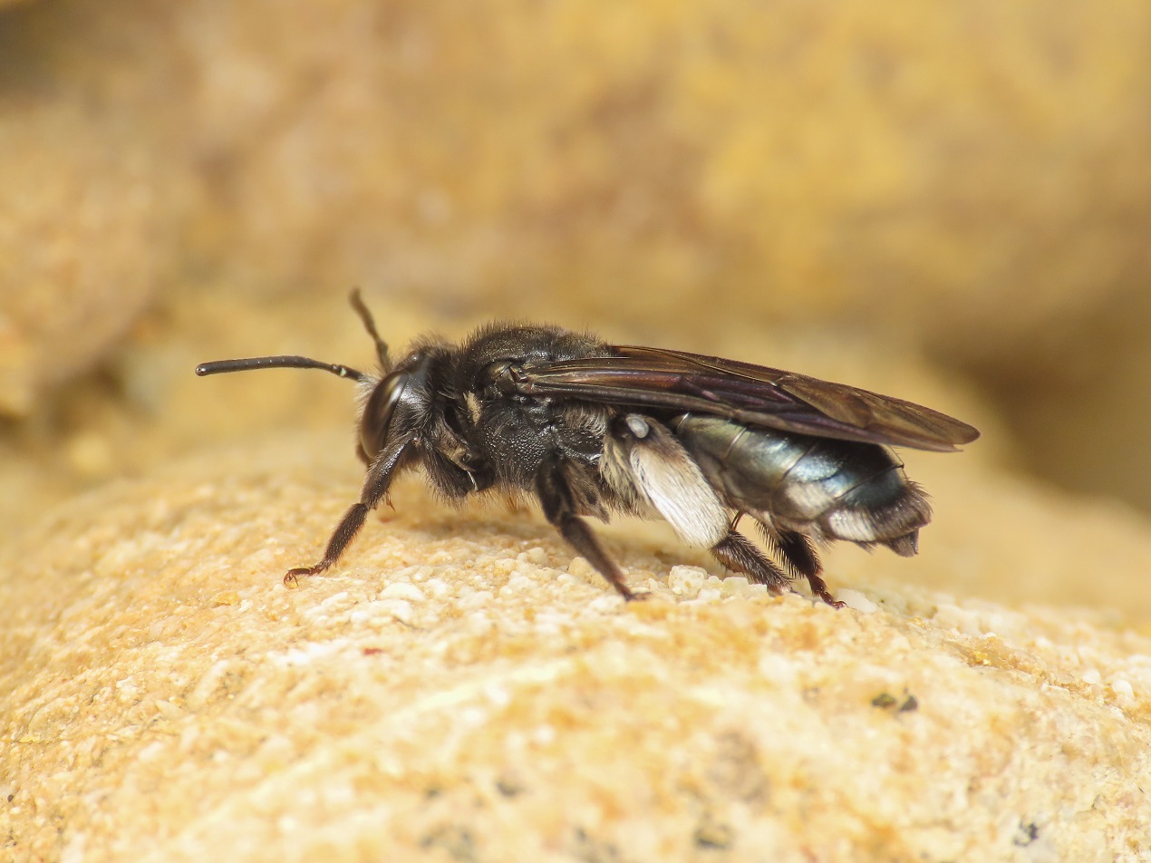 Apidae? Apidae Andreninae: cfr. Andrena agilissima