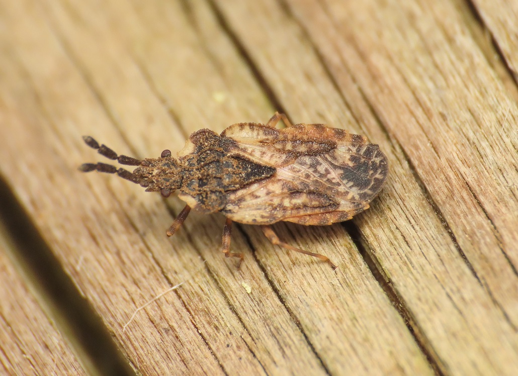 Aradidae? S, Aradus depressus