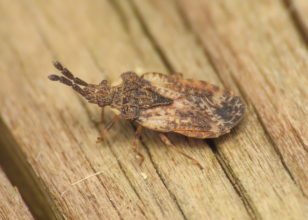 Aradidae? S, Aradus depressus