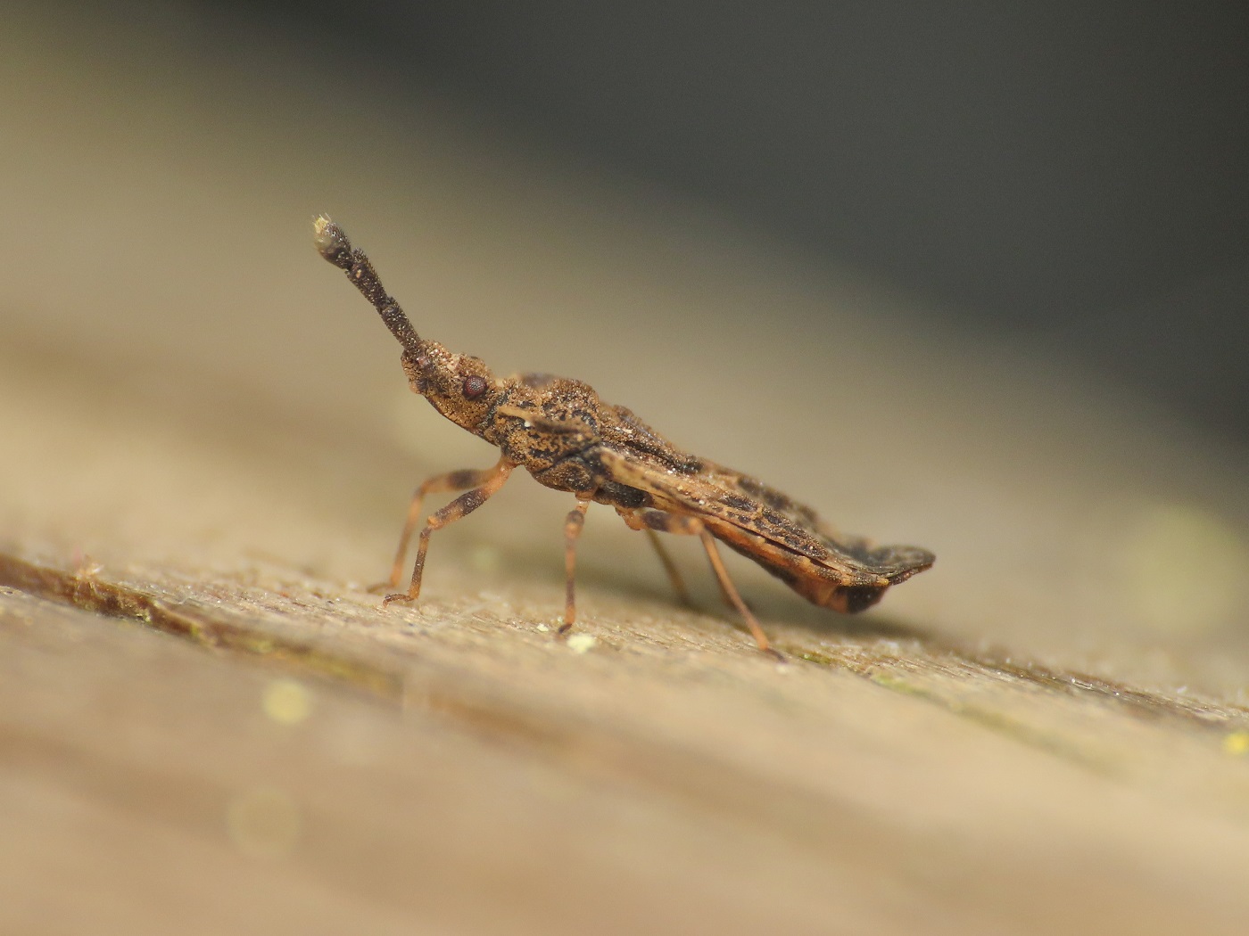 Aradidae? S, Aradus depressus