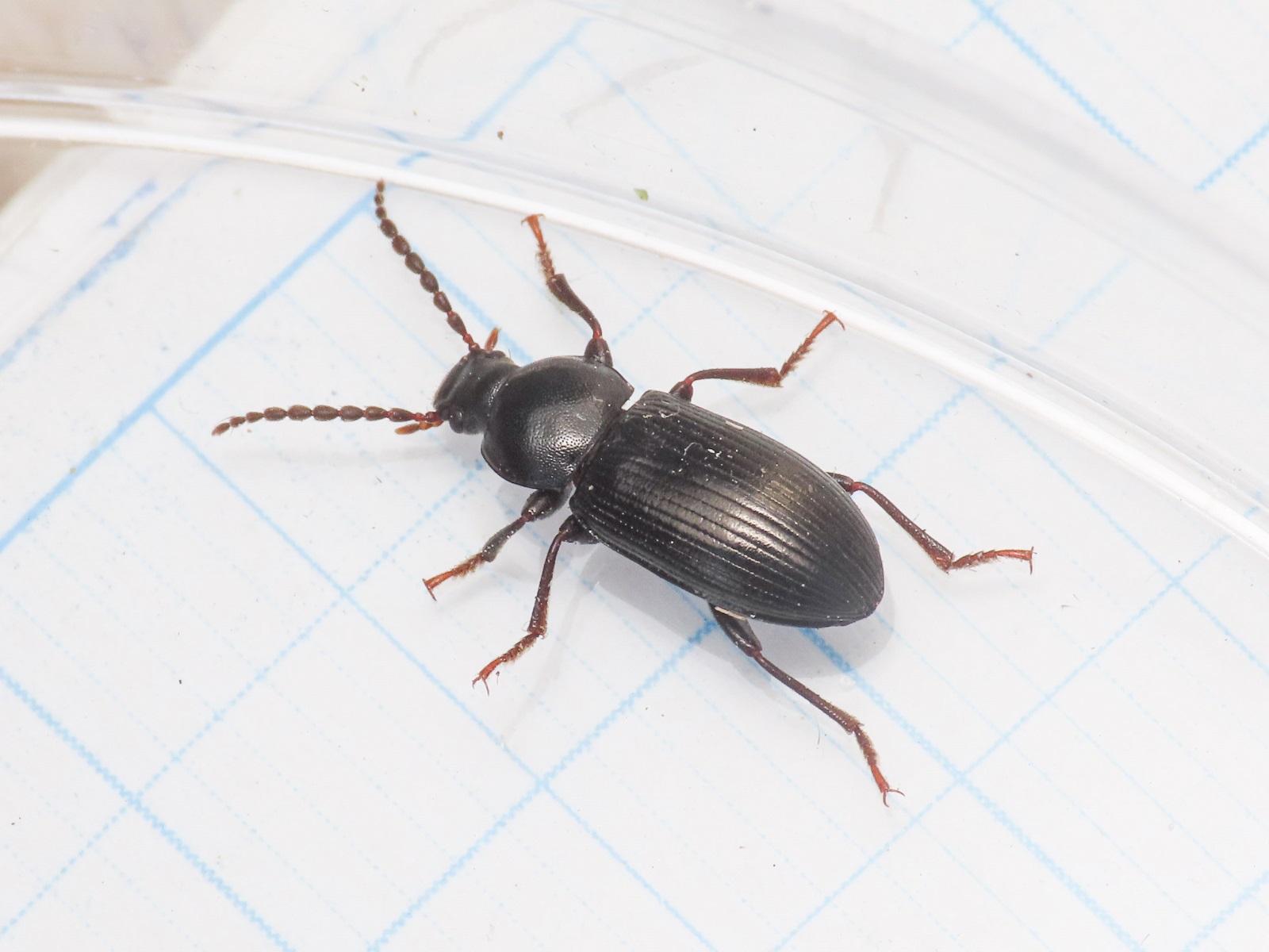 Tenebrionidae: Nalassus planipennis