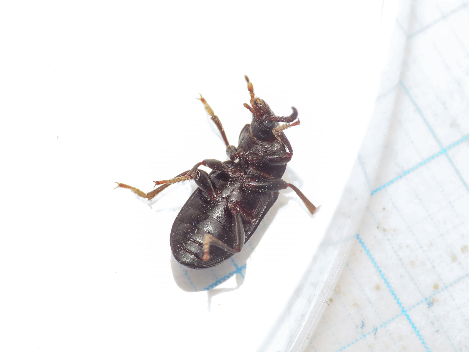 Tenebrionidae: Nalassus planipennis