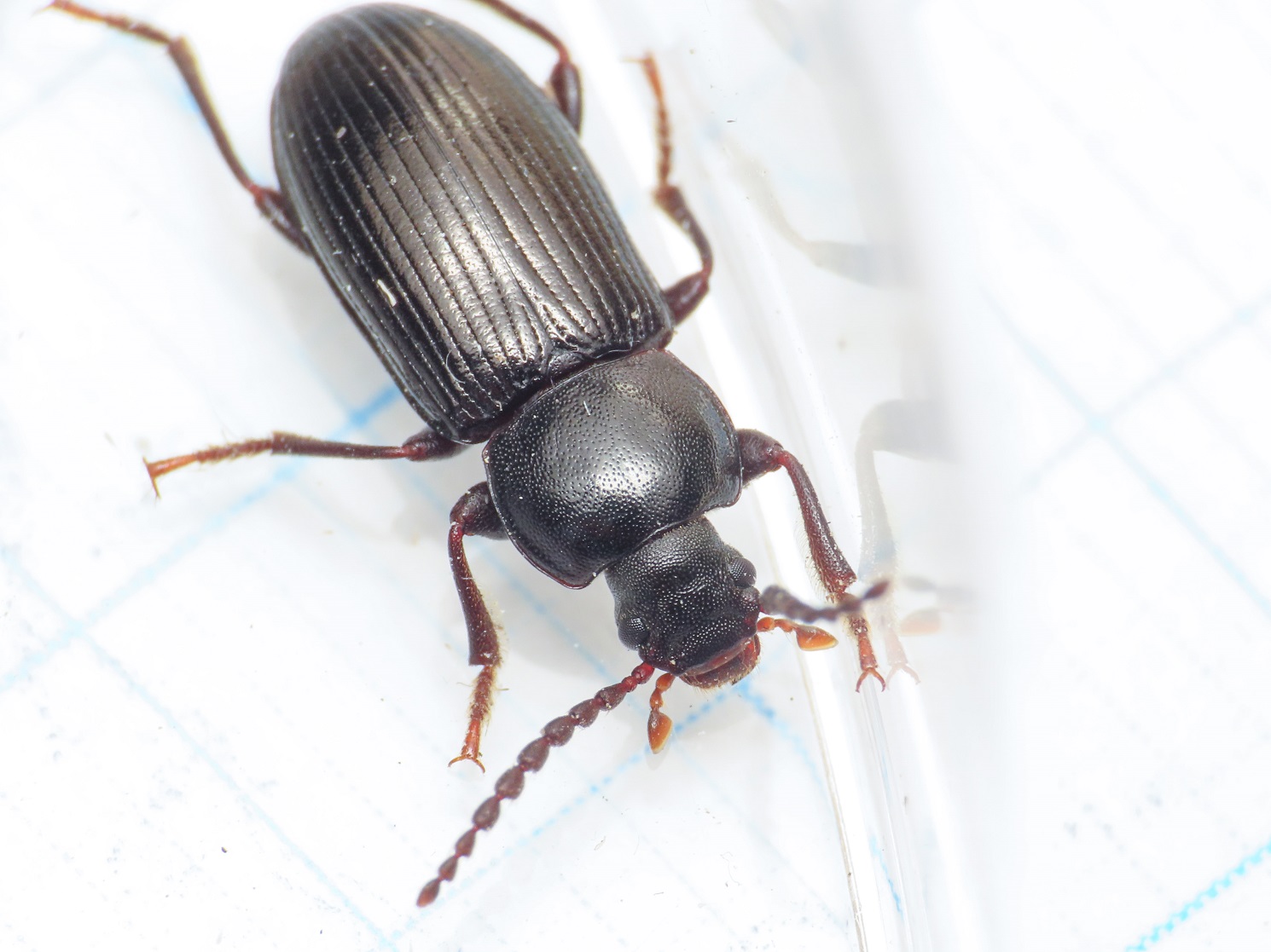 Tenebrionidae: Nalassus planipennis