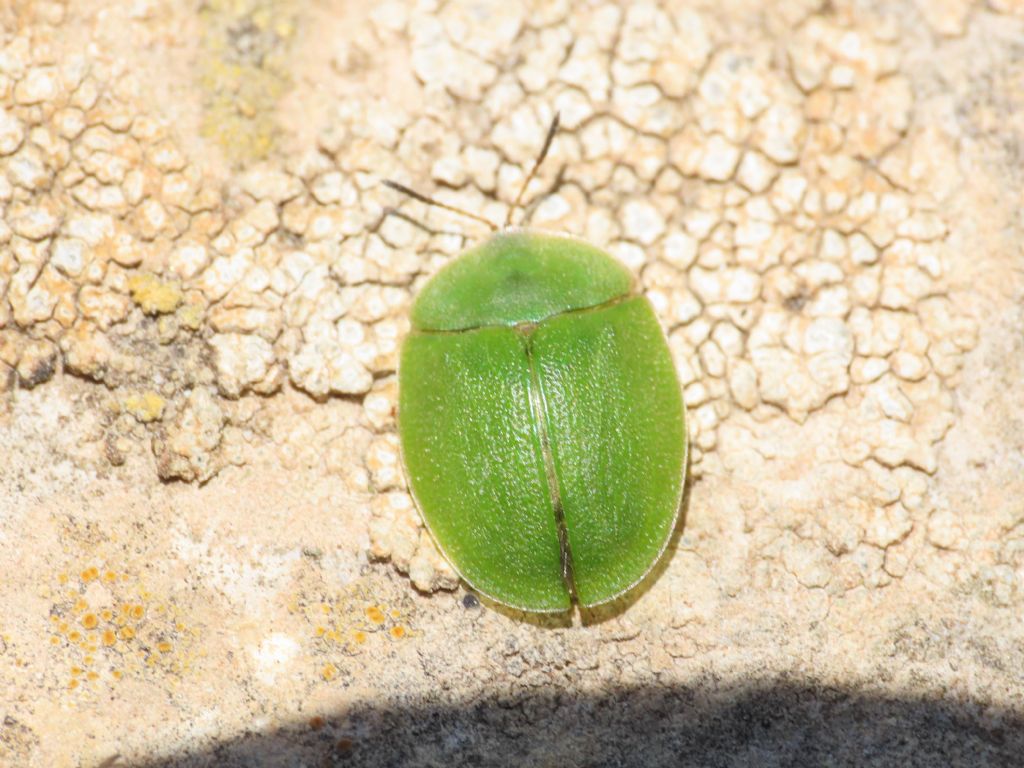 Chrysomelidae: Cassida viridis