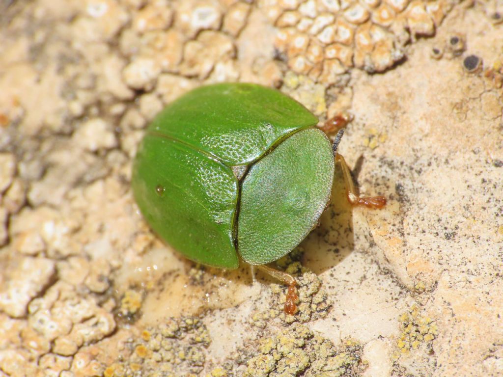 Chrysomelidae: Cassida viridis