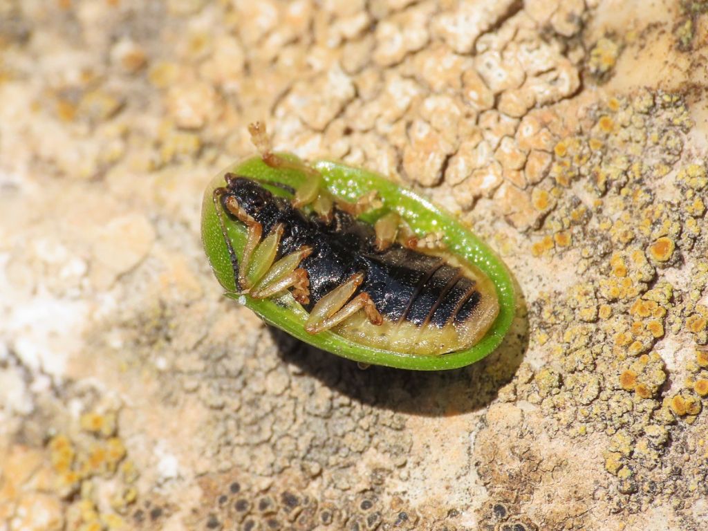 Chrysomelidae: Cassida viridis