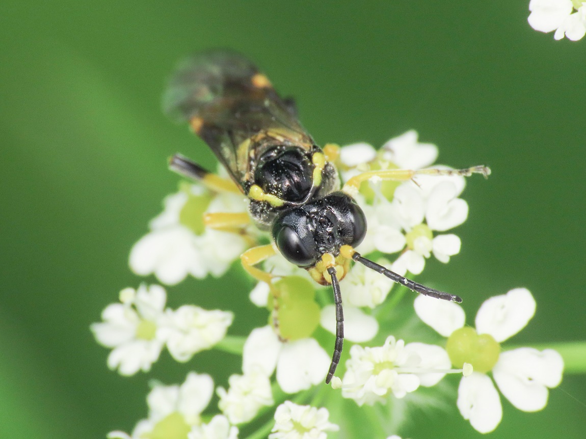 Tenthredinidae: Tenthredo sp.