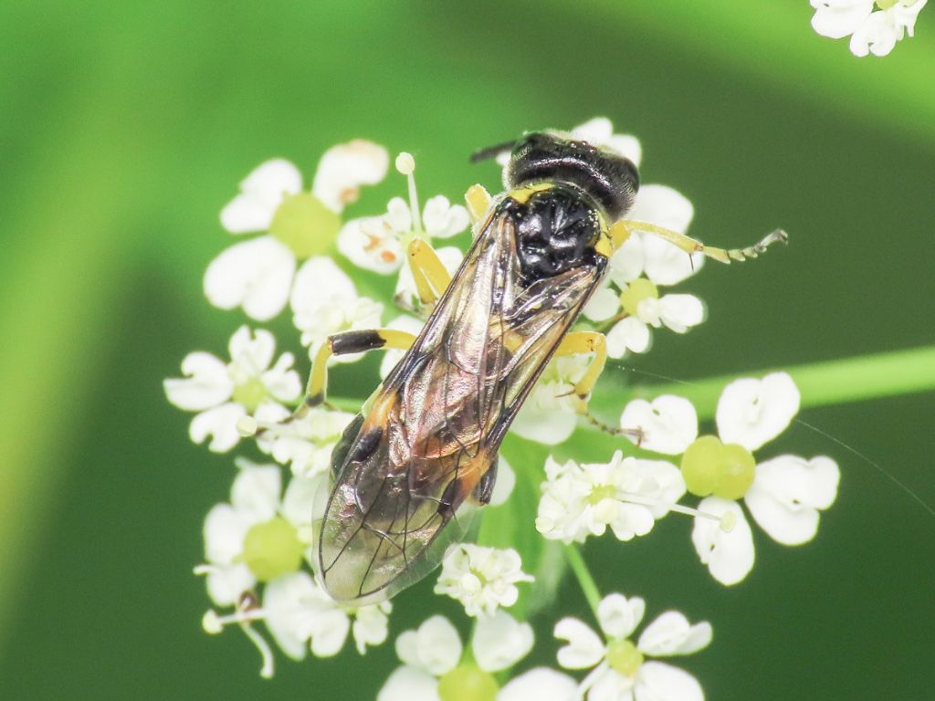 Tenthredinidae: Tenthredo sp.