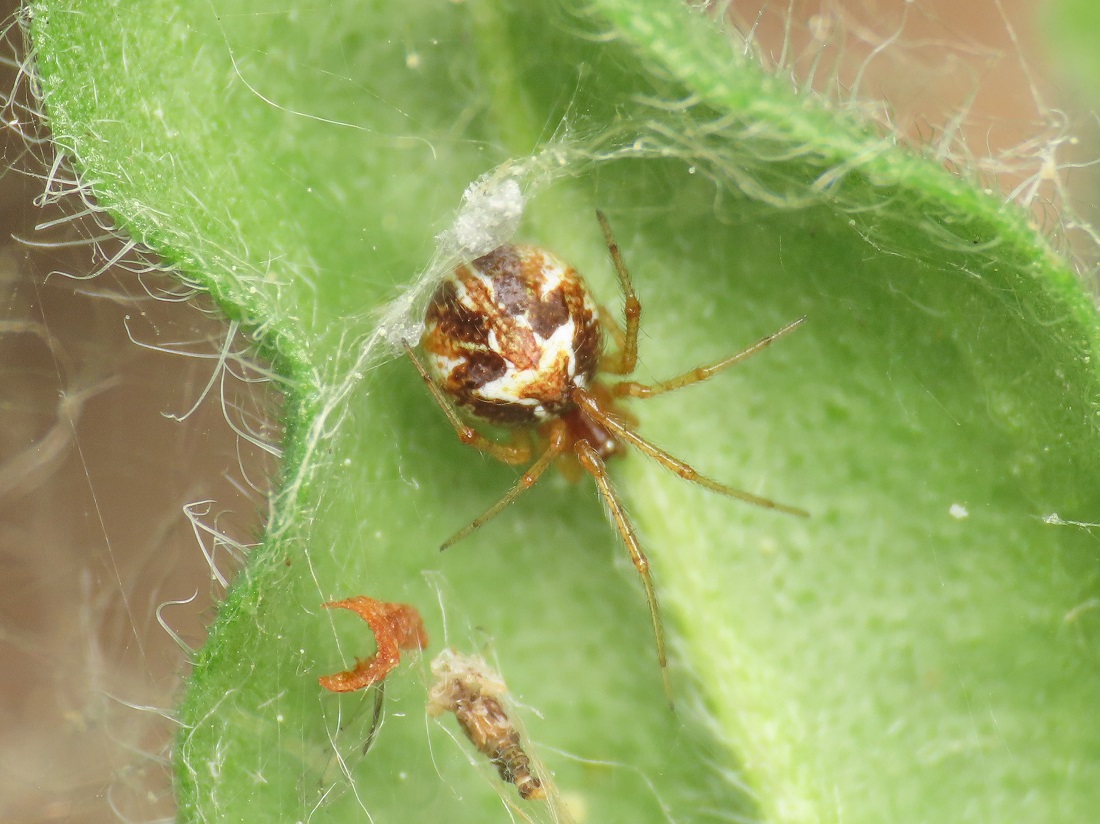 Theridiidae: Simitidion simile - Bazzano (AQ)