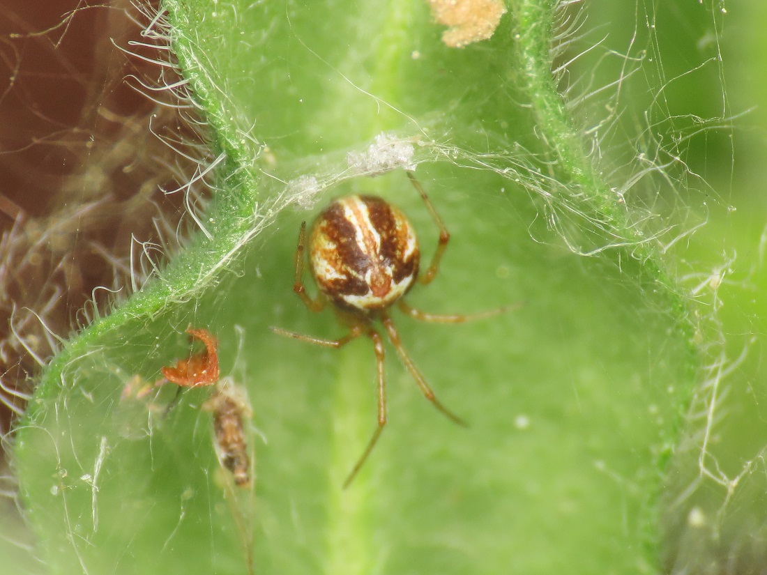 Theridiidae: Simitidion simile - Bazzano (AQ)