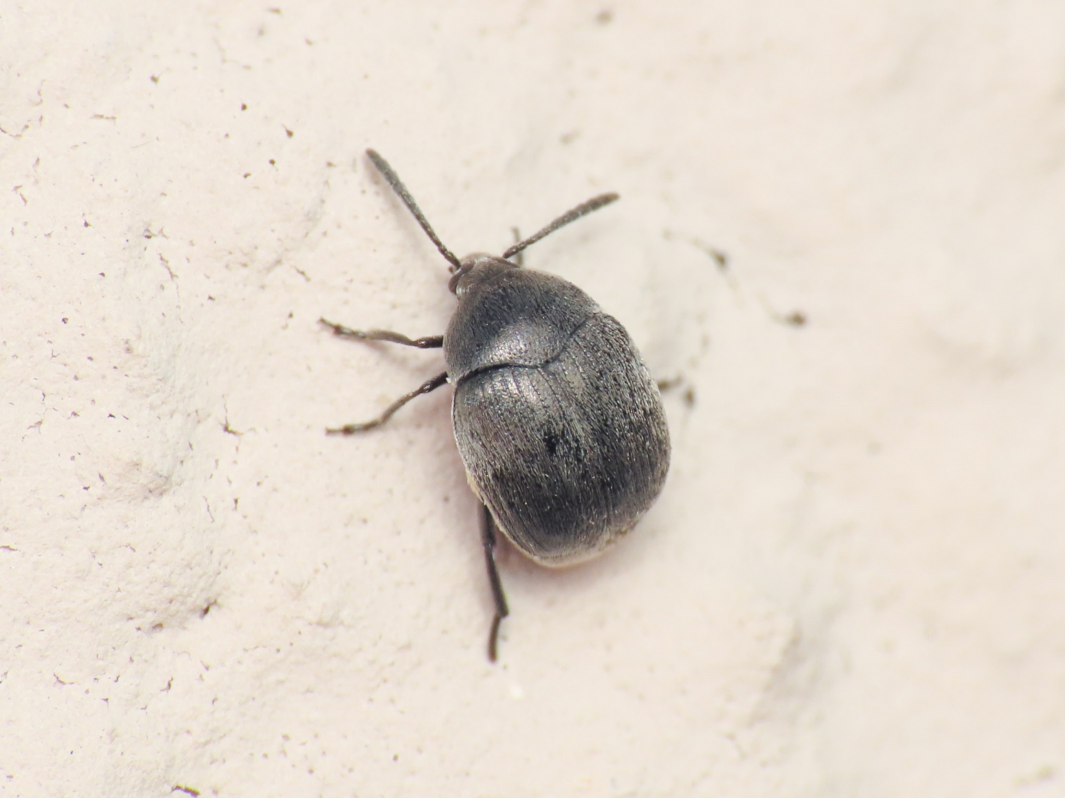 Chrysomelidae Bruchinae: Spermophagus? Sì.