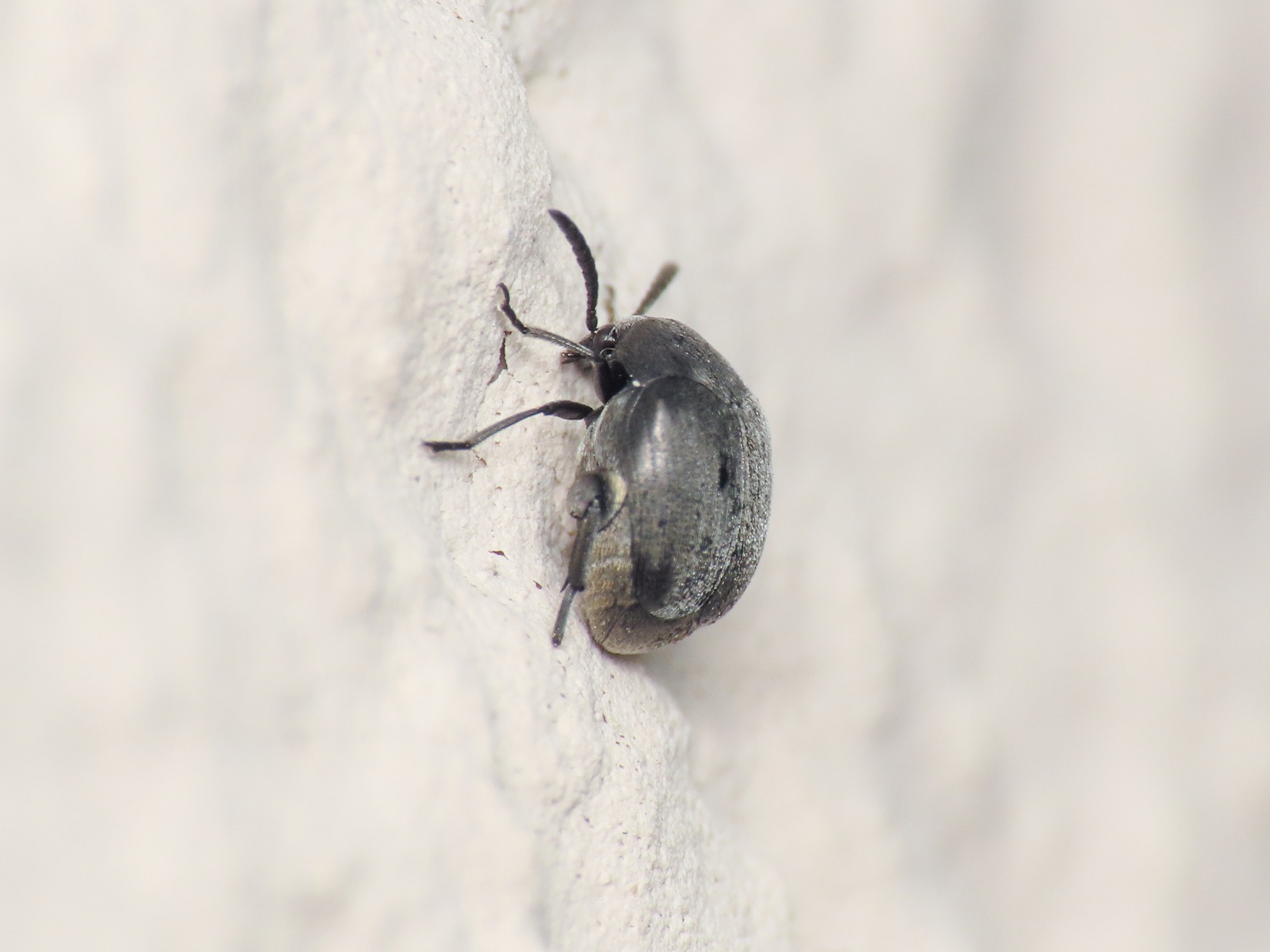 Chrysomelidae Bruchinae: Spermophagus? Sì.