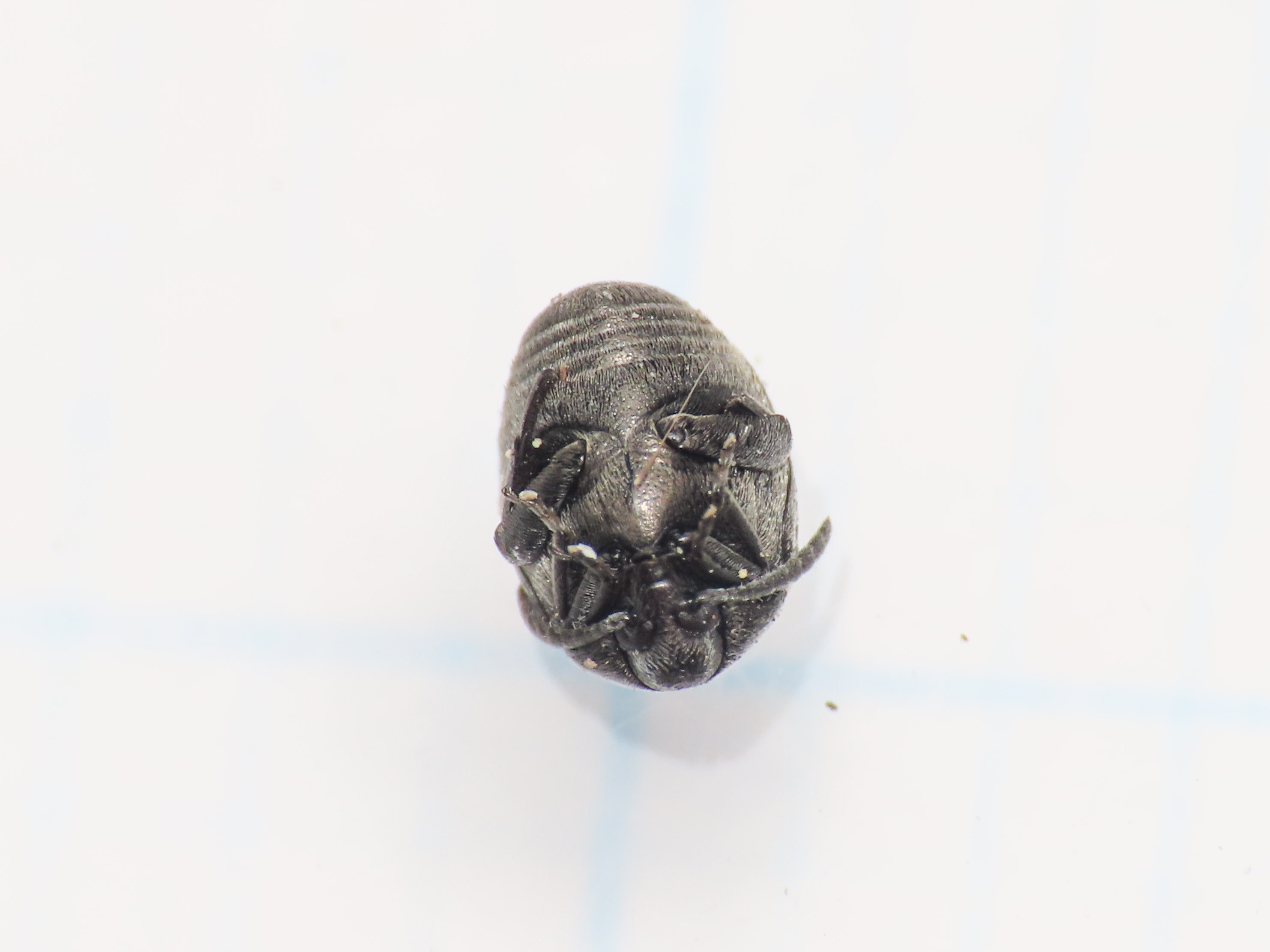 Chrysomelidae Bruchinae: Spermophagus? Sì.