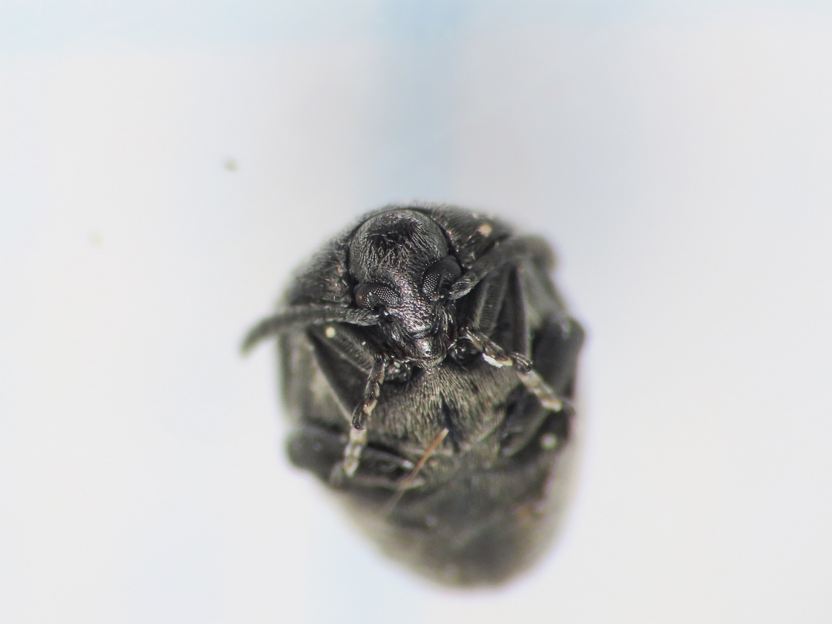 Chrysomelidae Bruchinae: Spermophagus? Sì.