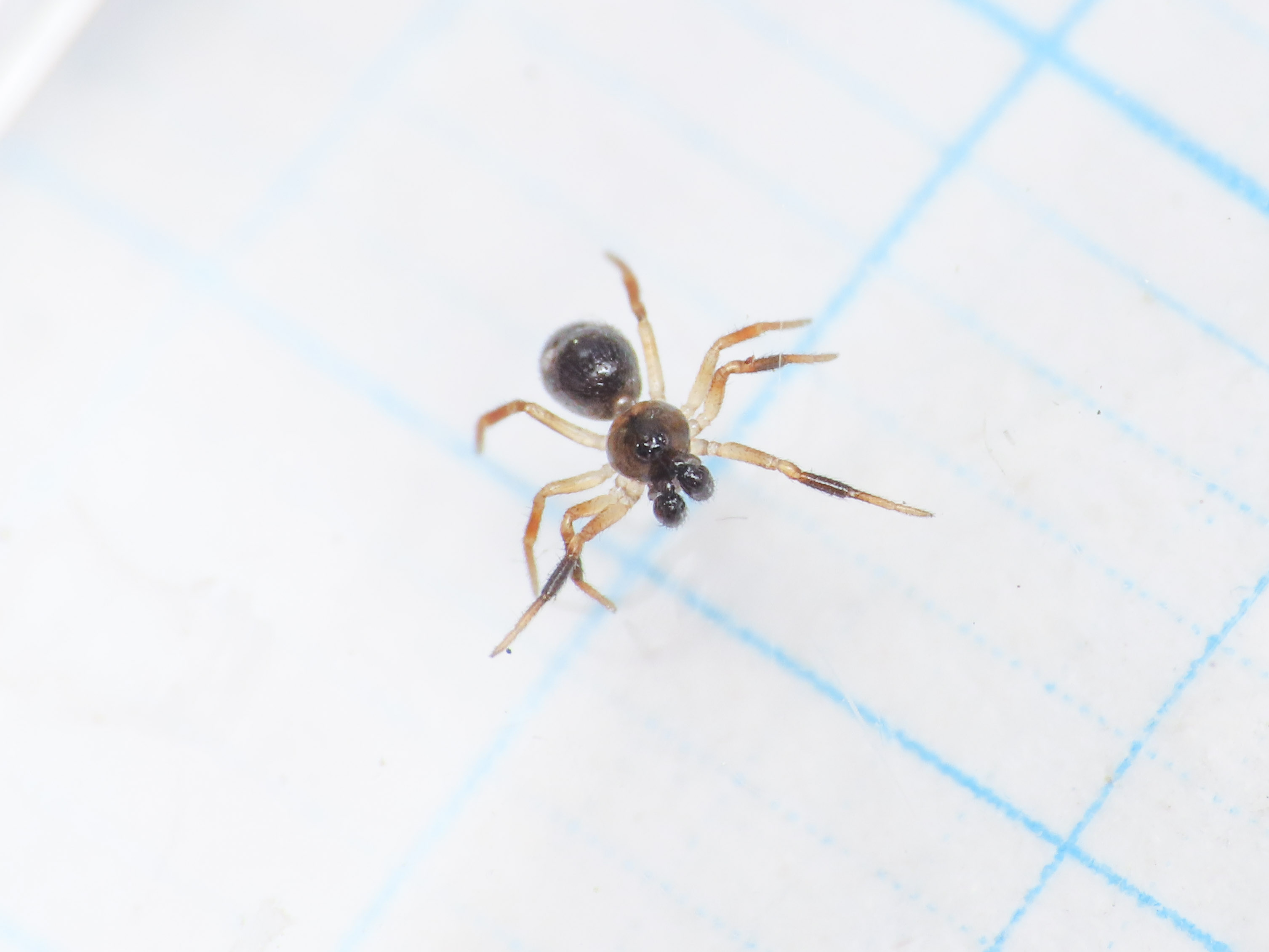 Euryopis? da identificare