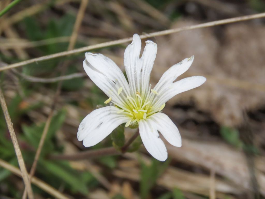 Cerastium da identificare