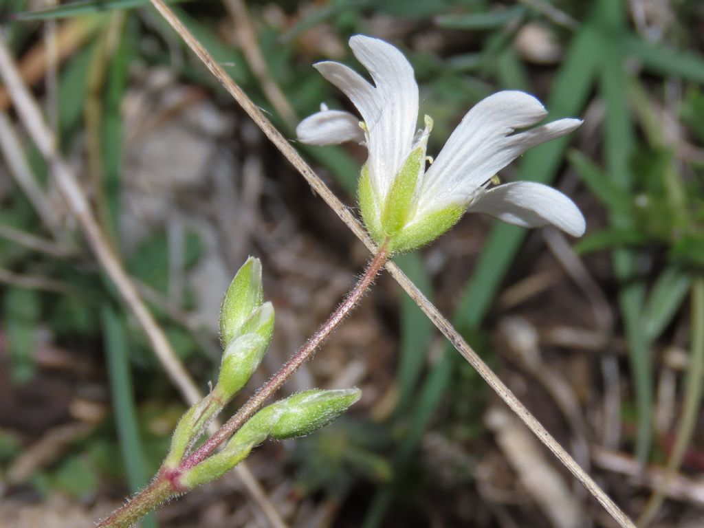 Cerastium da identificare