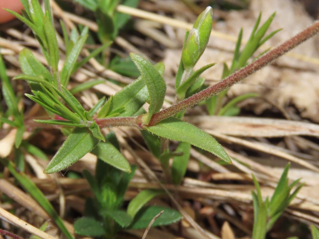 Cerastium da identificare