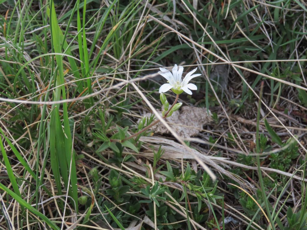 Cerastium da identificare