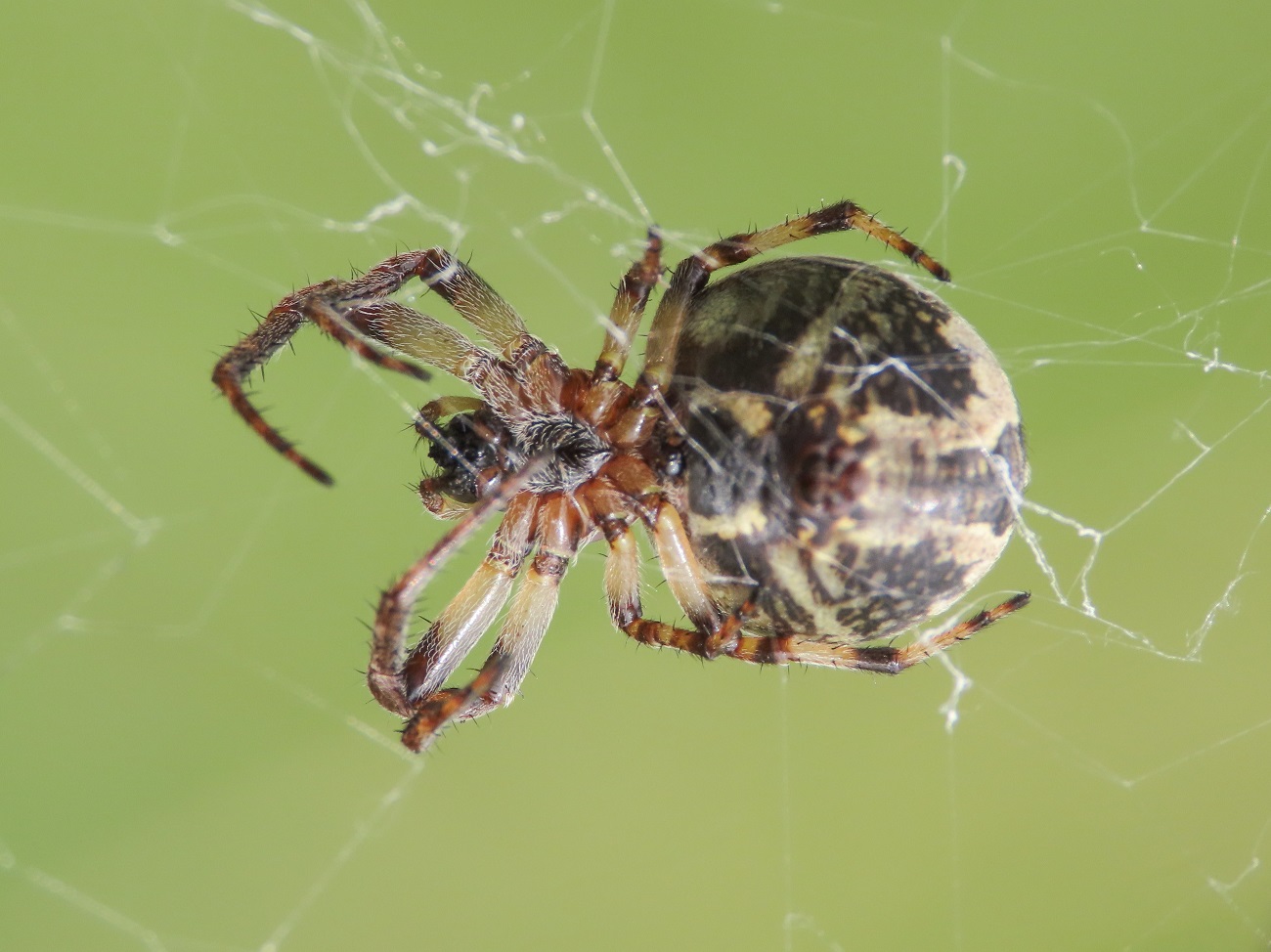 Larinioides sp. - Lago di Campotosto (AQ)