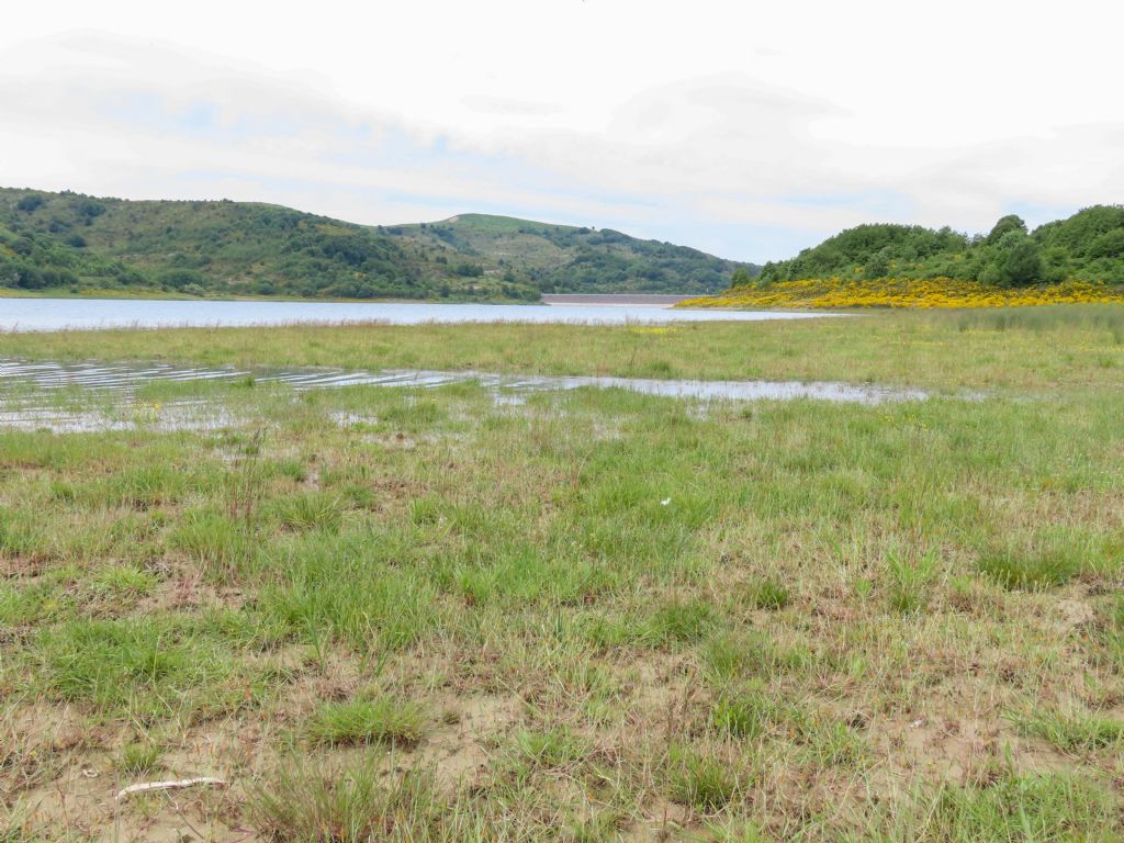 Larinioides sp. - Lago di Campotosto (AQ)