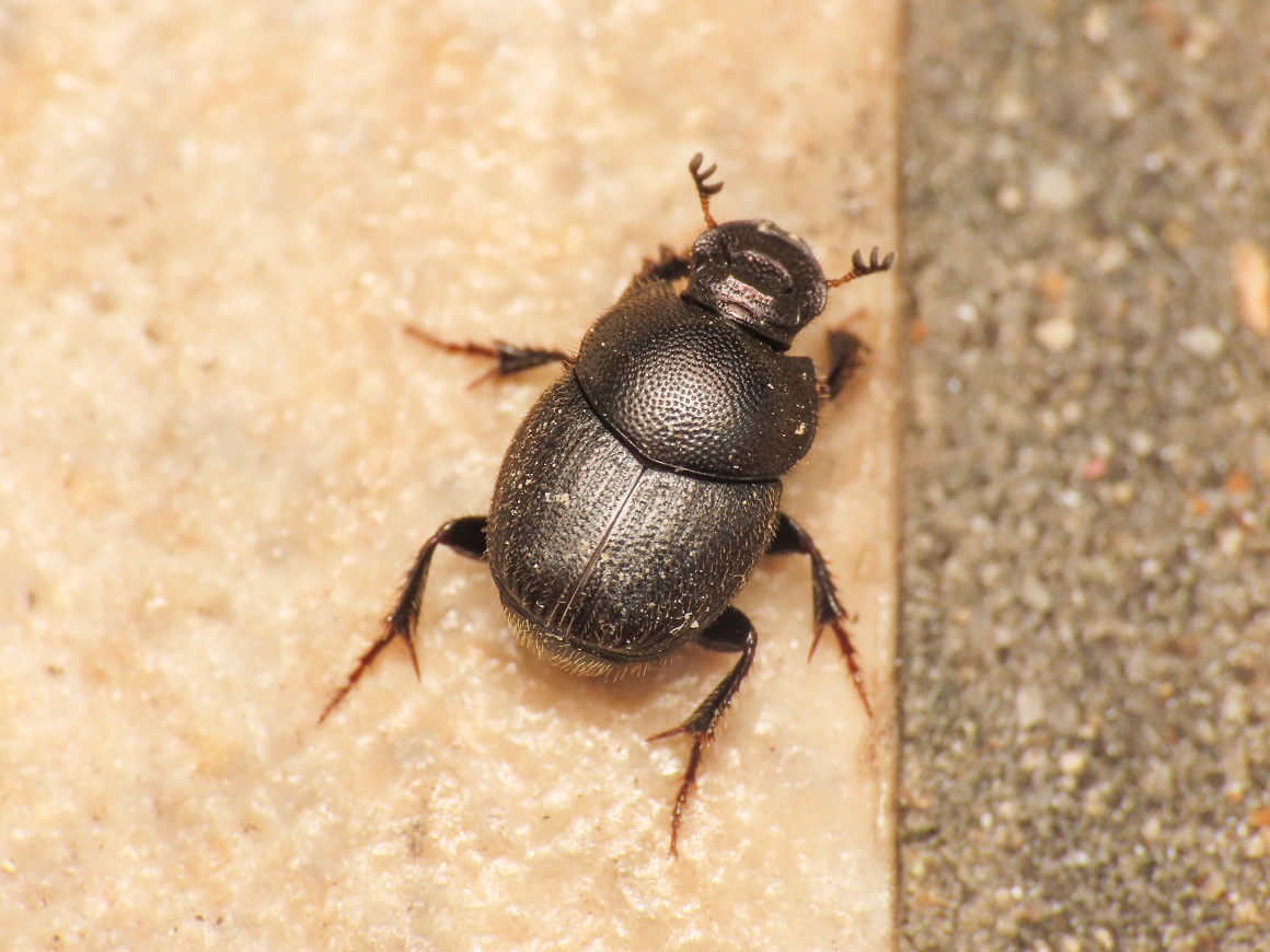 Scarabaeidae: Onthophagus? S, O. (Palaeonthophagus) gr. ovatus