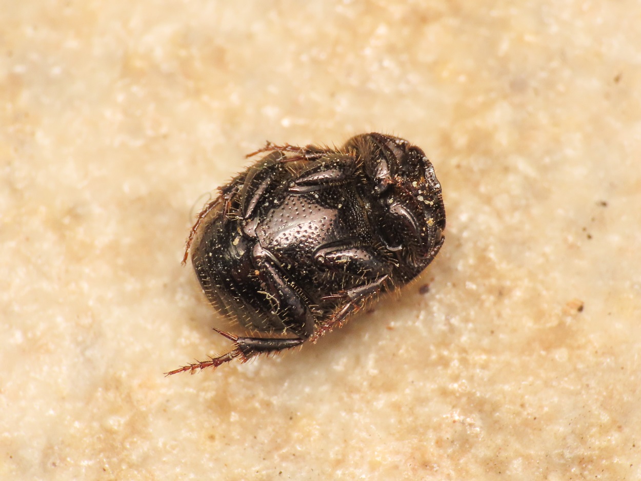 Scarabaeidae: Onthophagus? S, O. (Palaeonthophagus) gr. ovatus