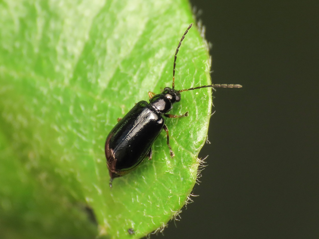 Chrysomelidae: Luperus sp, femmina