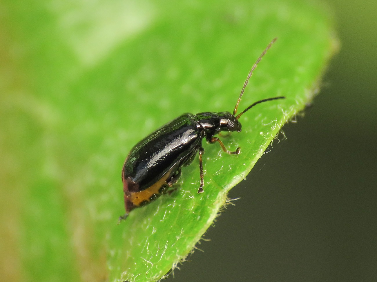 Chrysomelidae: Luperus sp, femmina